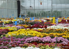 Ook hun potvariëteiten zagen er erg goed uit.